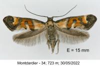 Epermenia pontificella