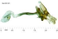 Coleophora gryphipennella