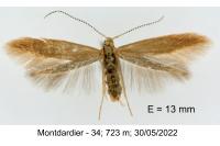 Coleophora gryphipennella