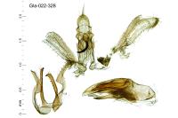 Dichomeris derasella