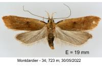 Dichomeris derasella