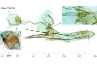Pseudotelphusa occidentella