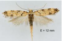 Pseudotelphusa occidentella