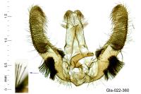 Hedya ochroleucana