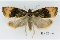 Hedya ochroleucana