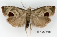 Notocelia uddmanniana