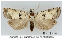 Epinotia dalmatana