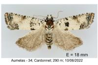 Epinotia dalmatana