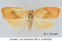 Acleris forsskaleana