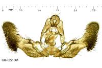 Notocelia uddmanniana