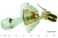Epinotia dalmatana