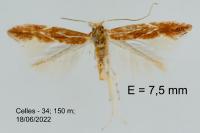Phyllonorycter corylifoliella