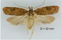 Exaeretia lutosella