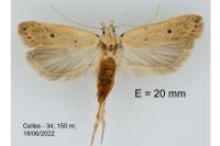 Nothris verbascella