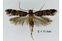 Neofriseria hitadoella