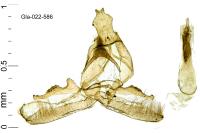 Ochromolopis staintonellus