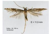 Ochromolopis staintonellus