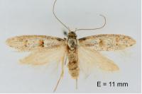 Symmocoides oxybiella