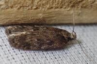 Depressaria incognitella