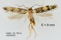 Apatema mediopallidum