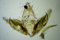 Depressaria incognitella