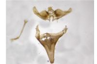 Nematopogon adansoniella
