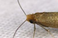 Nematopogon adansoniella