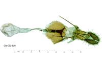 Rhyacionia buoliana