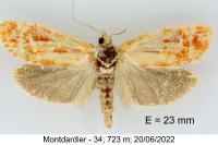 Rhyacionia buoliana
