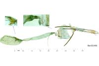 Parastenolechia nigrinotella