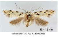Parastenolechia nigrinotella
