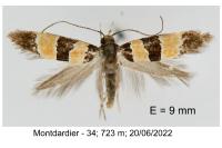 Goidanichiana jourdheuillella