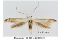 Coleophora zelleriella