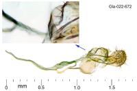 Coleophora calycotomella