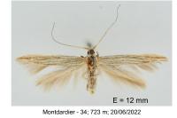 Coleophora calycotomella