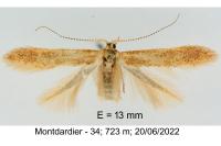 Haplochrois ochraceella