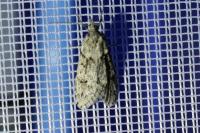 Diurnea fagella