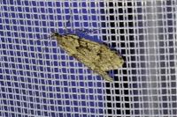 Diurnea fagella