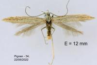 Coleophora dianthi
