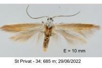 Coleophora sisteronica