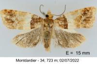 Epinotia festivana