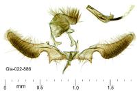 Ancylis apicella