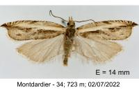 Ancylis apicella