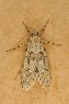 Diurnea fagella