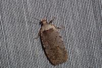 Agonopterix