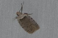 Agonopterix