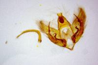 Depressaria albipunctella