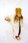 Coleophora kuehnella