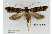 Neofriseria hitadoella