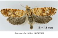 Aethes margarotana